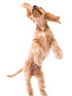 dog footer